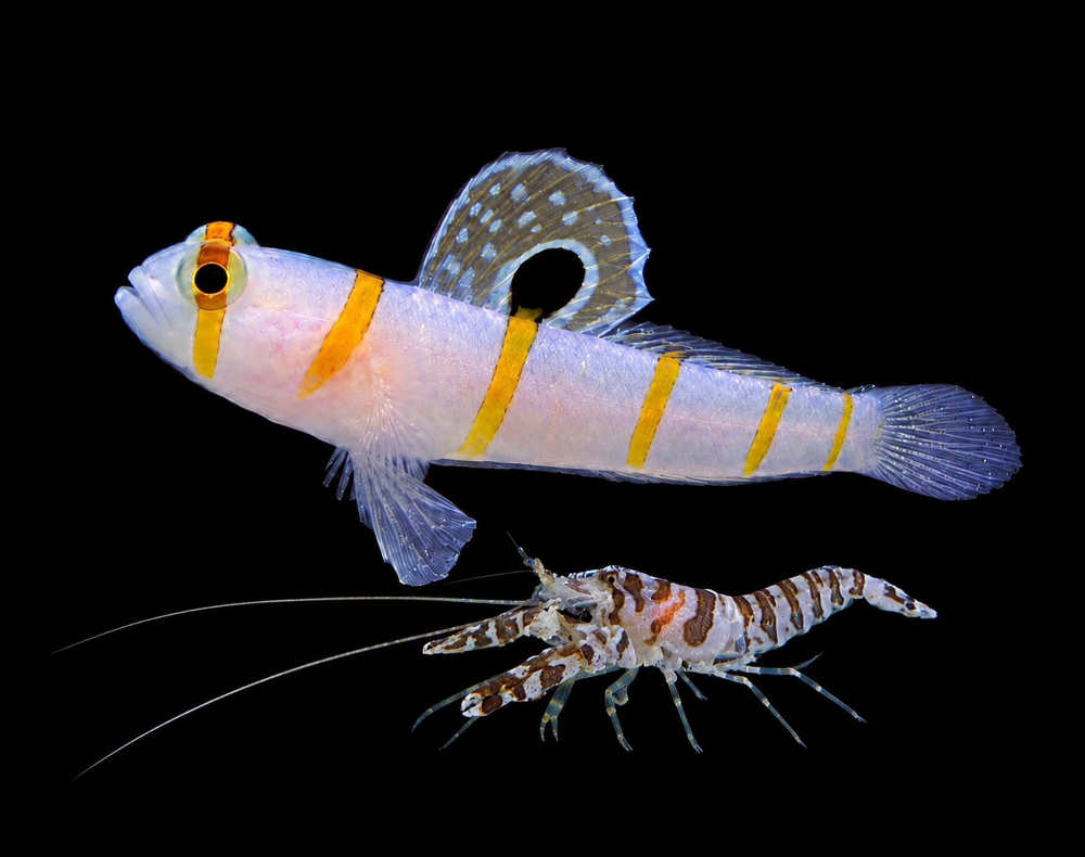 Amblyeleotris randalli + Alpheus djiboutensis