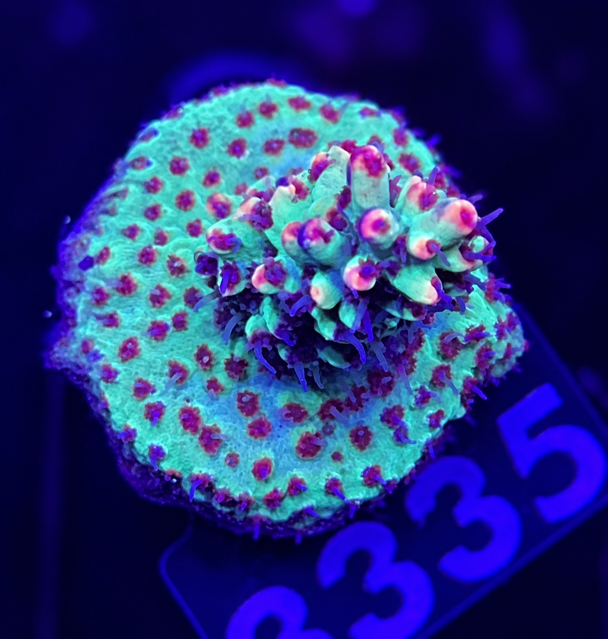 FMC Acropora microclados Strawberry Shortcake