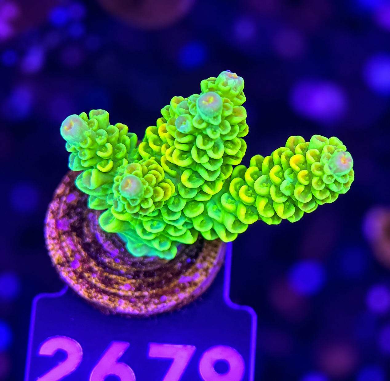 FMC Acropora tenuis Yellow Shine