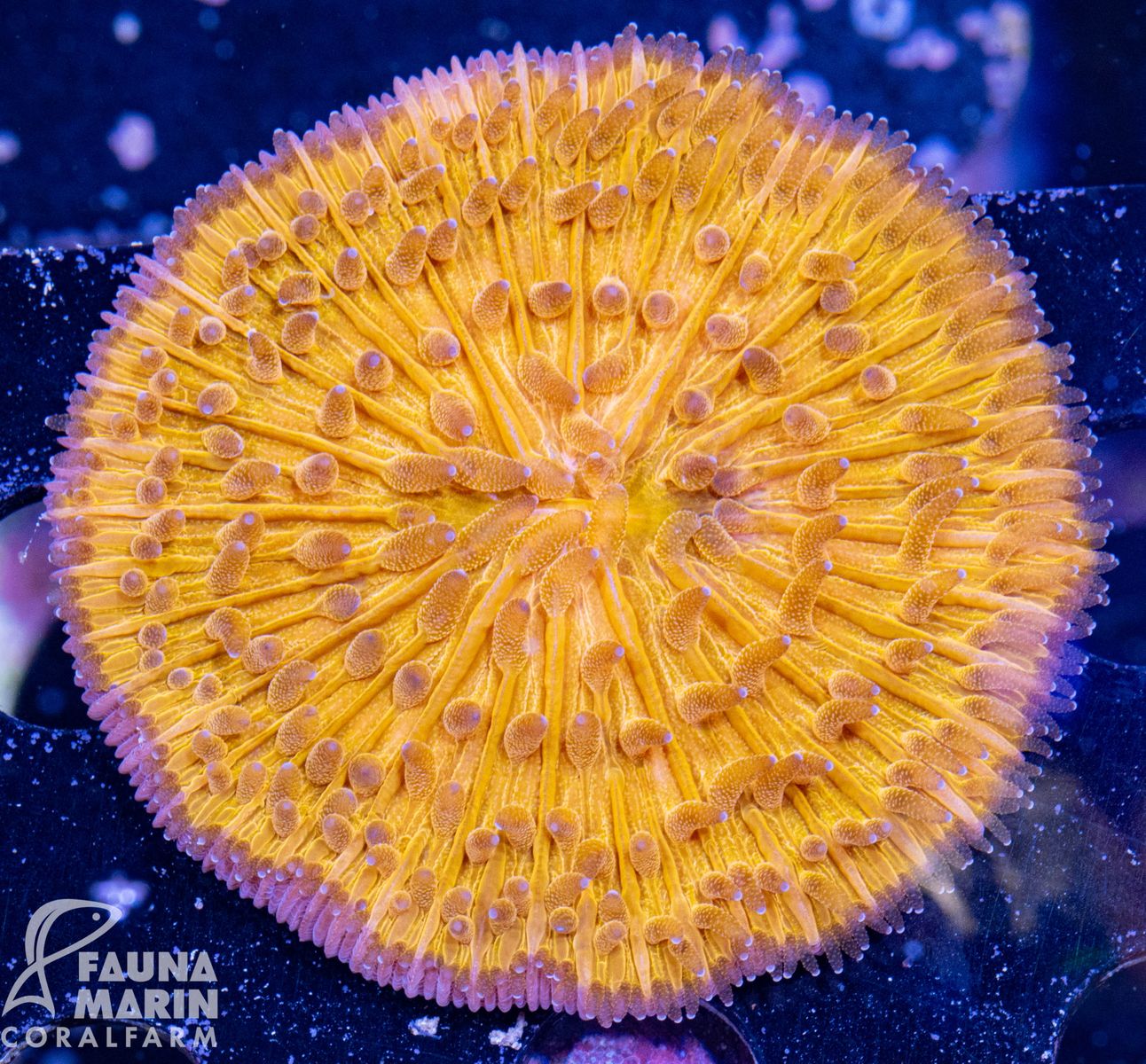 FMC Cycloseris orange V Ø ca. 5-6 cm