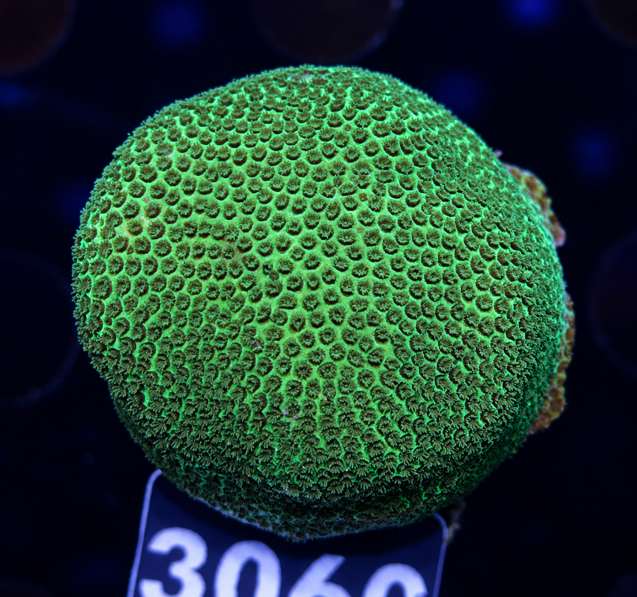FMC Porites green ball