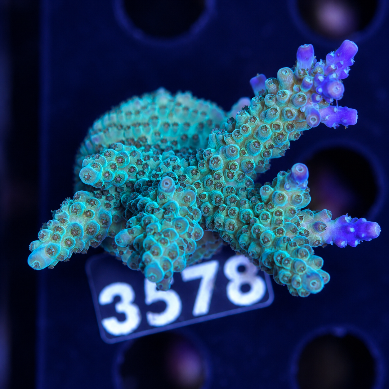 FMC Acropora secale Joker