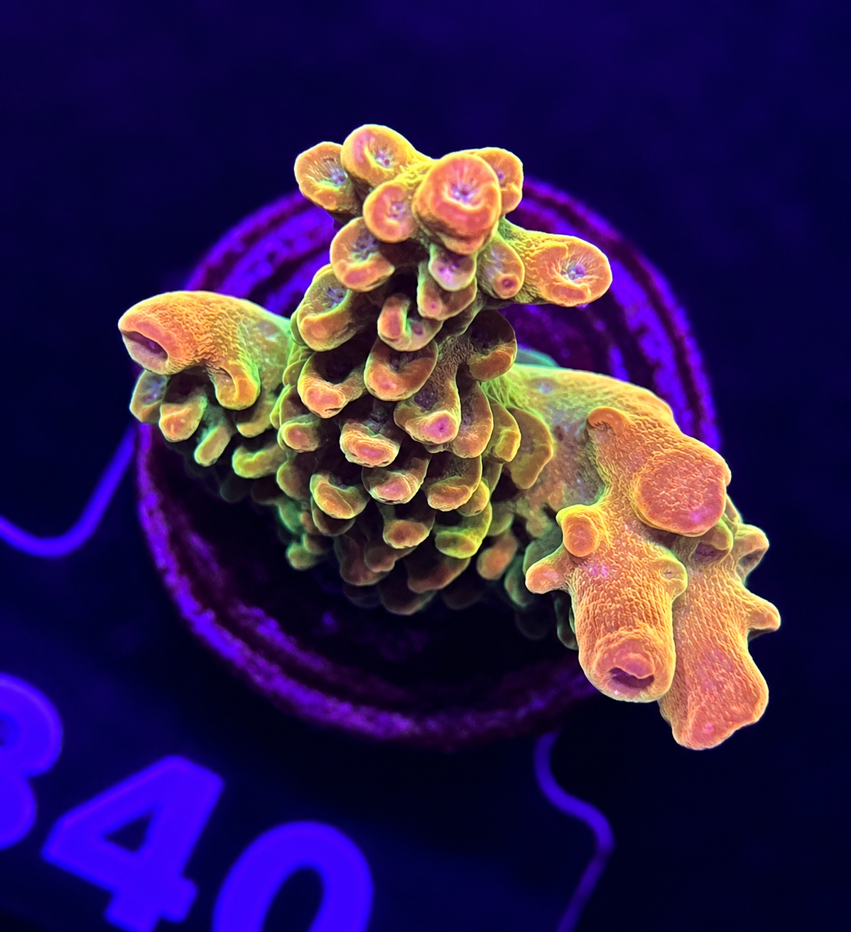 FMC Acropora rosaria Goldfinger