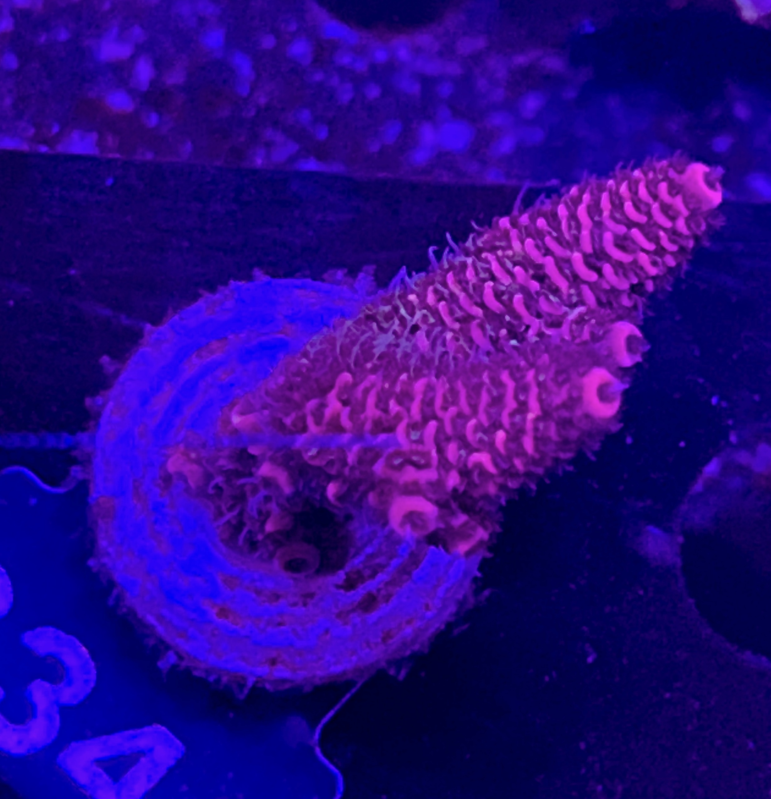 FMC Acropora millepora dark red