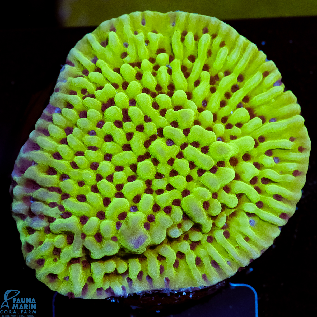 FMC Montipora capitata Blueberry