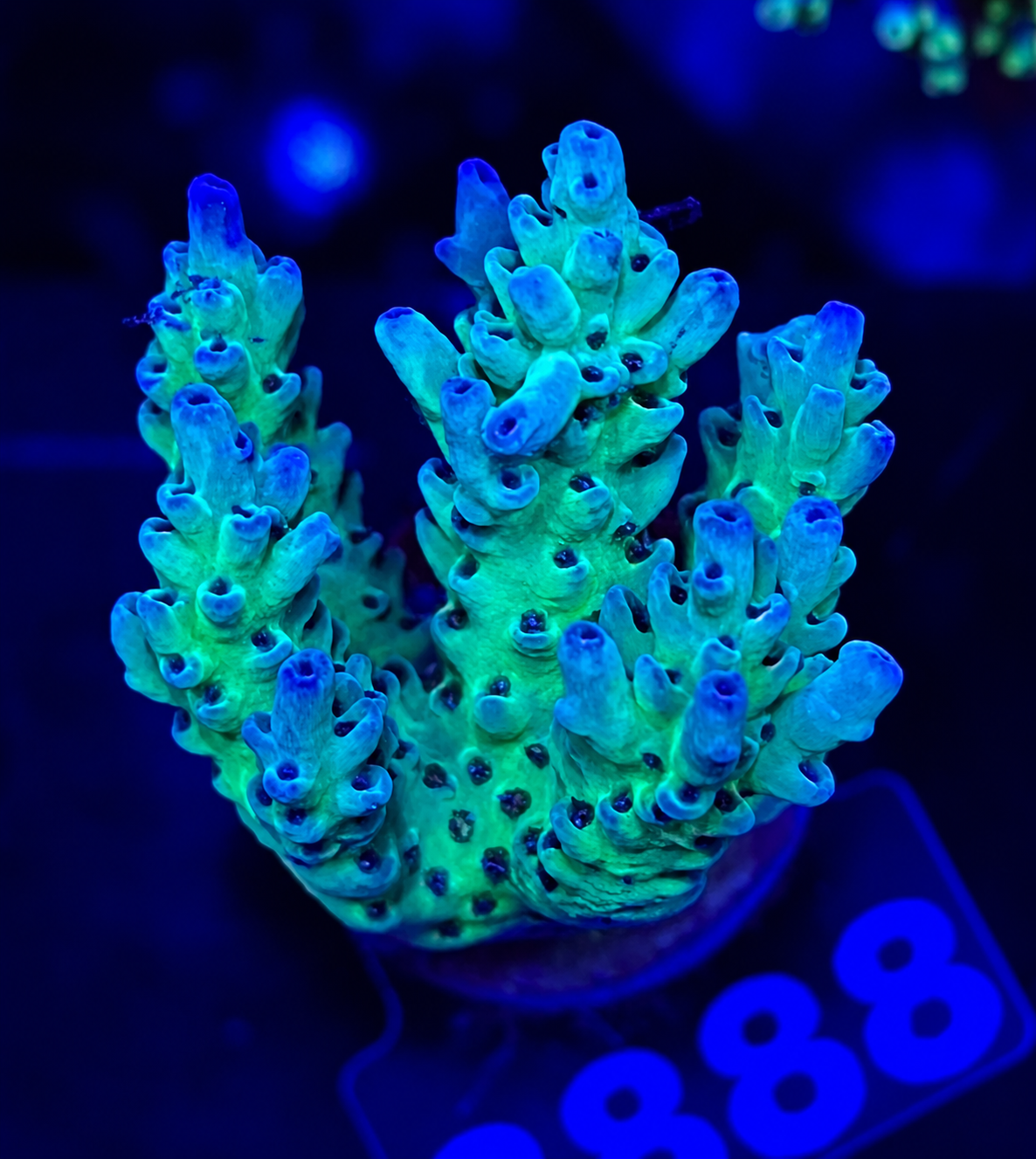 FMC Acropora sp