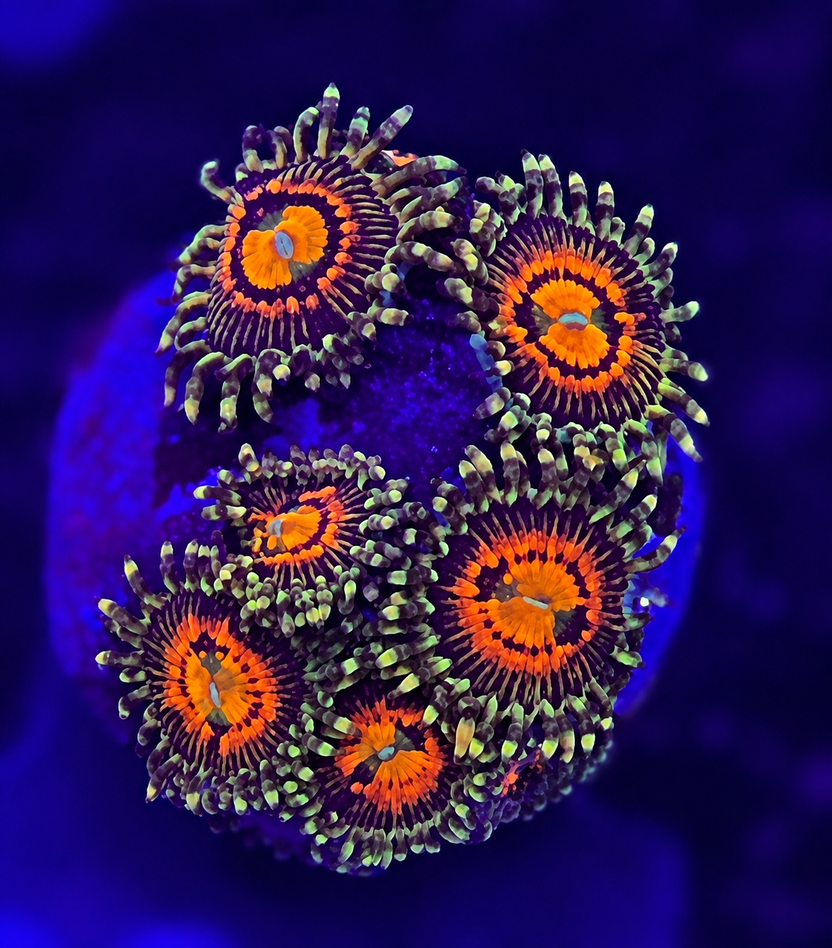 FMC Zoanthus Rainbow Incineator