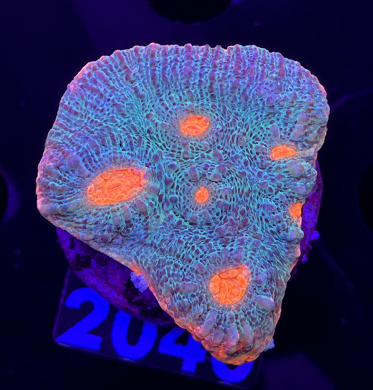 FMC Chalice  orange dots
