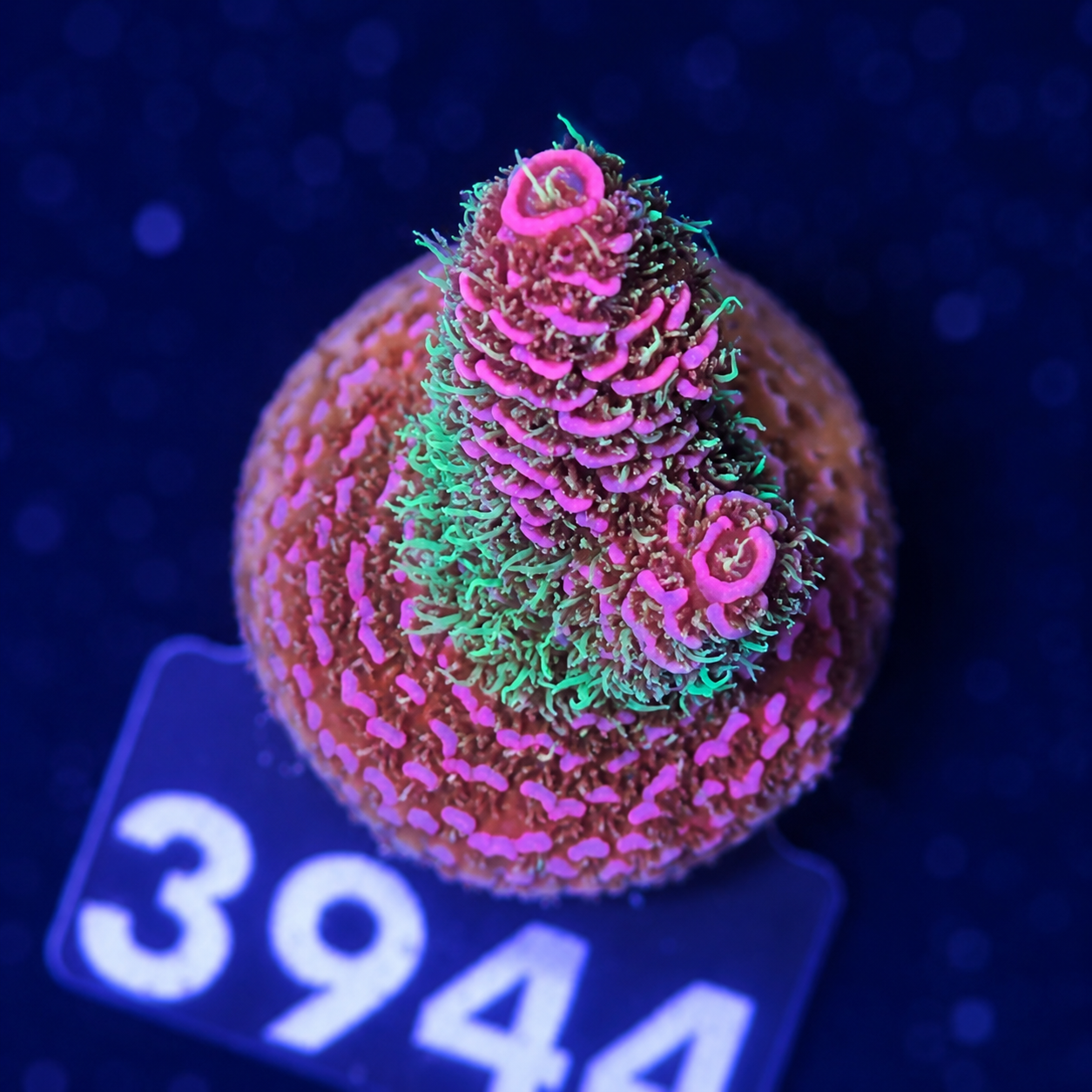 FMC Acropora millepora red green polyps