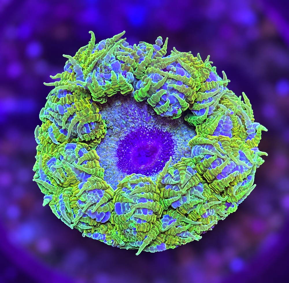FMC Phymanthus Crucifer Rockanemone