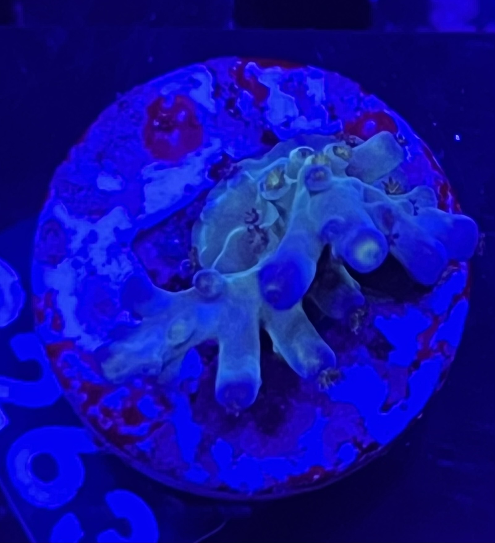 FMC Acropora austera SciReef Twin Grade 1