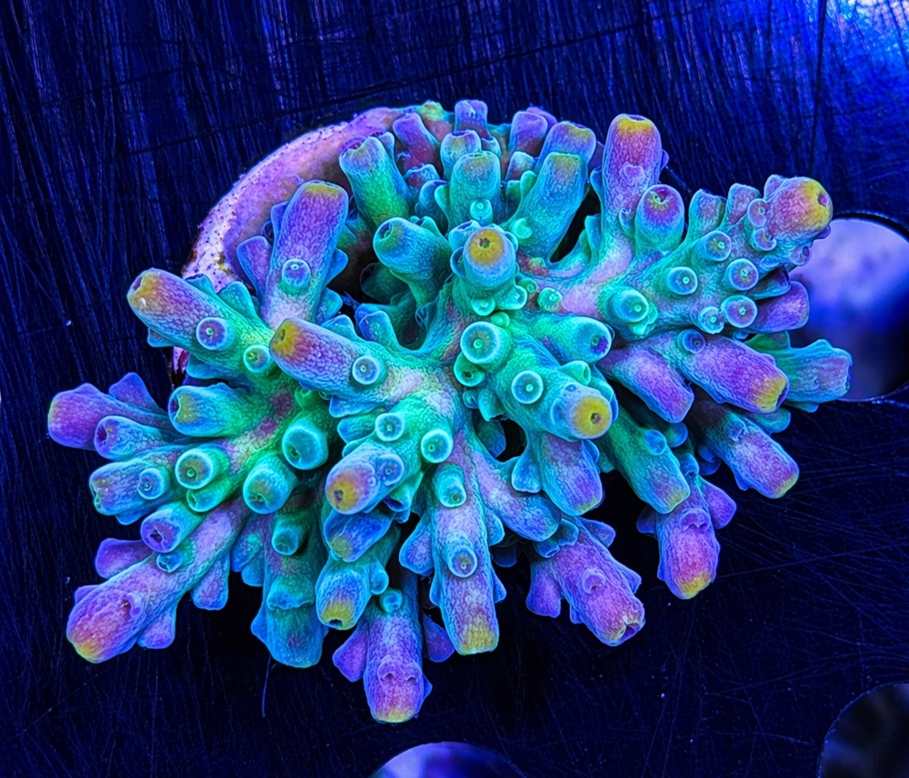 FMC Acropora austera SciReef Twin Grade 1