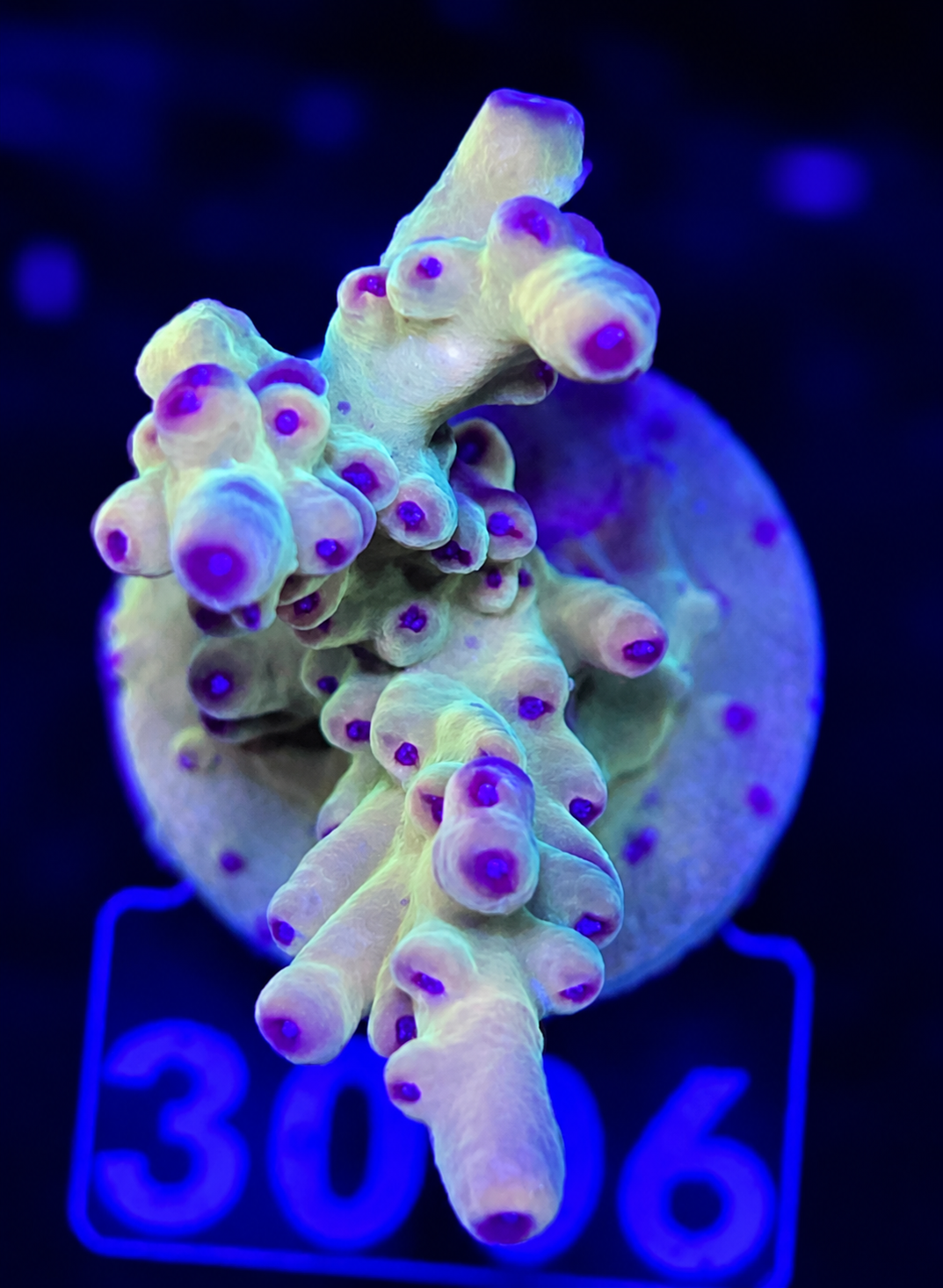 FMC Acropora lokani Jawdropper