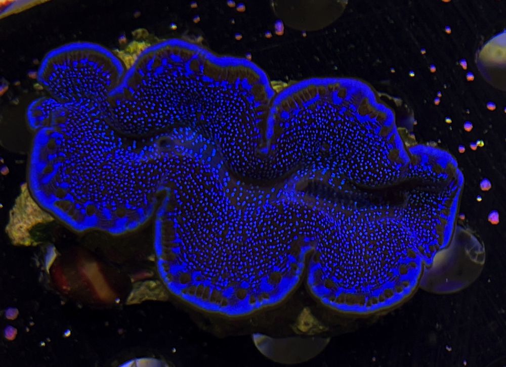 FMC Tridacna maxima