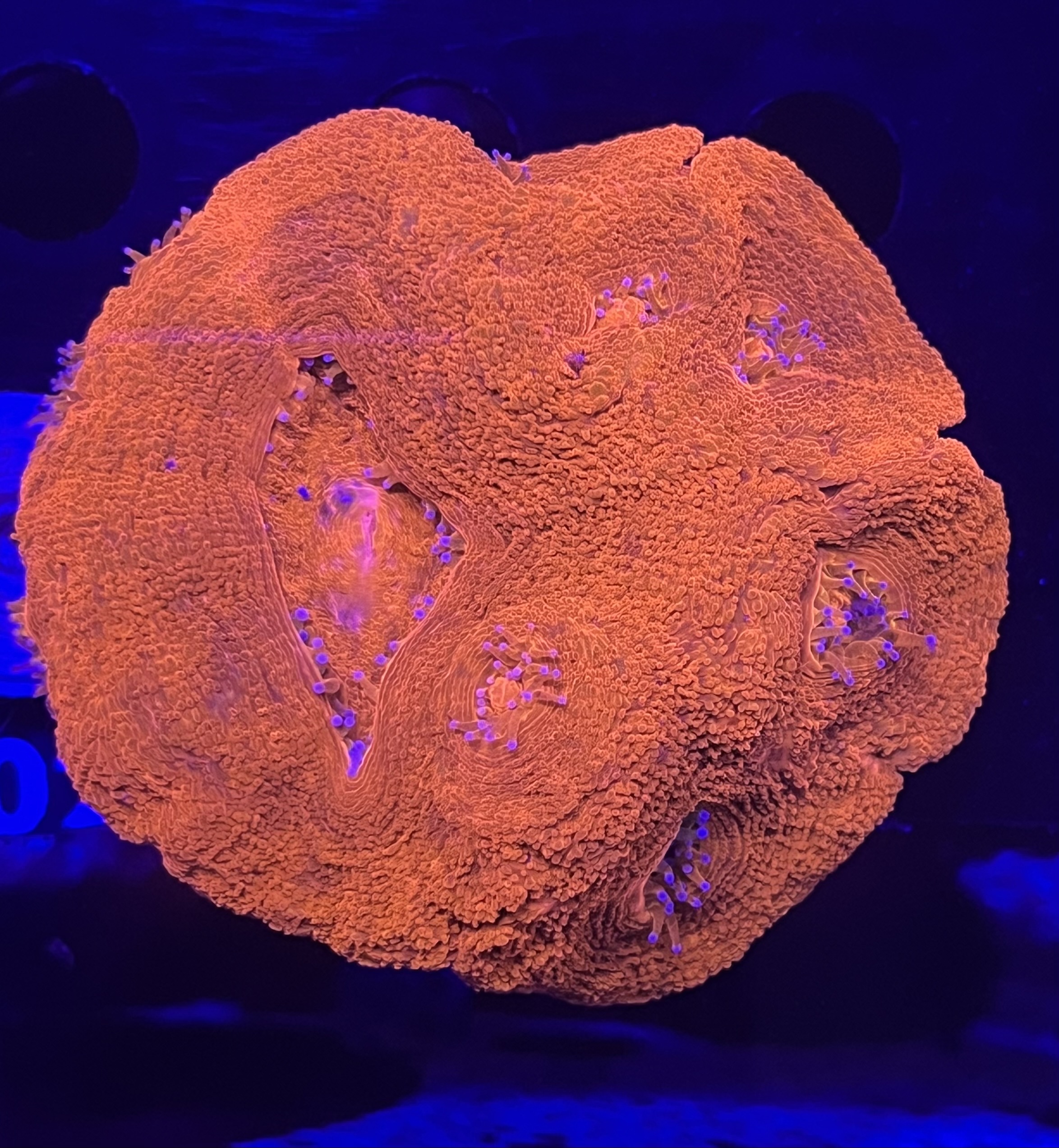 FMC  Acanthastrea bowerbanki Red