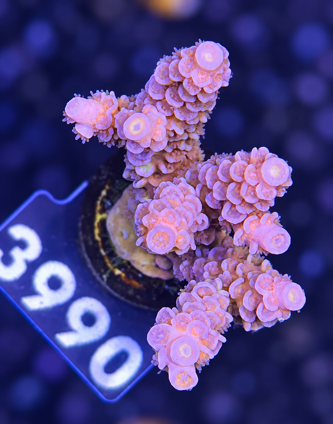 FMC Acropora tenuis pink
