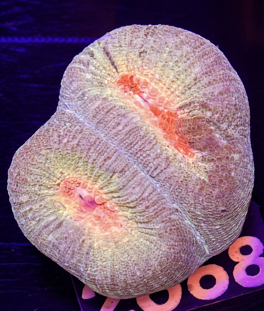 FMC Goniastrea palauensis Pastell