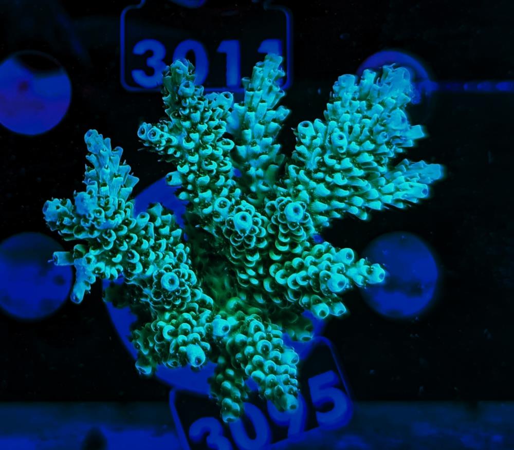FMC Acropora sp.