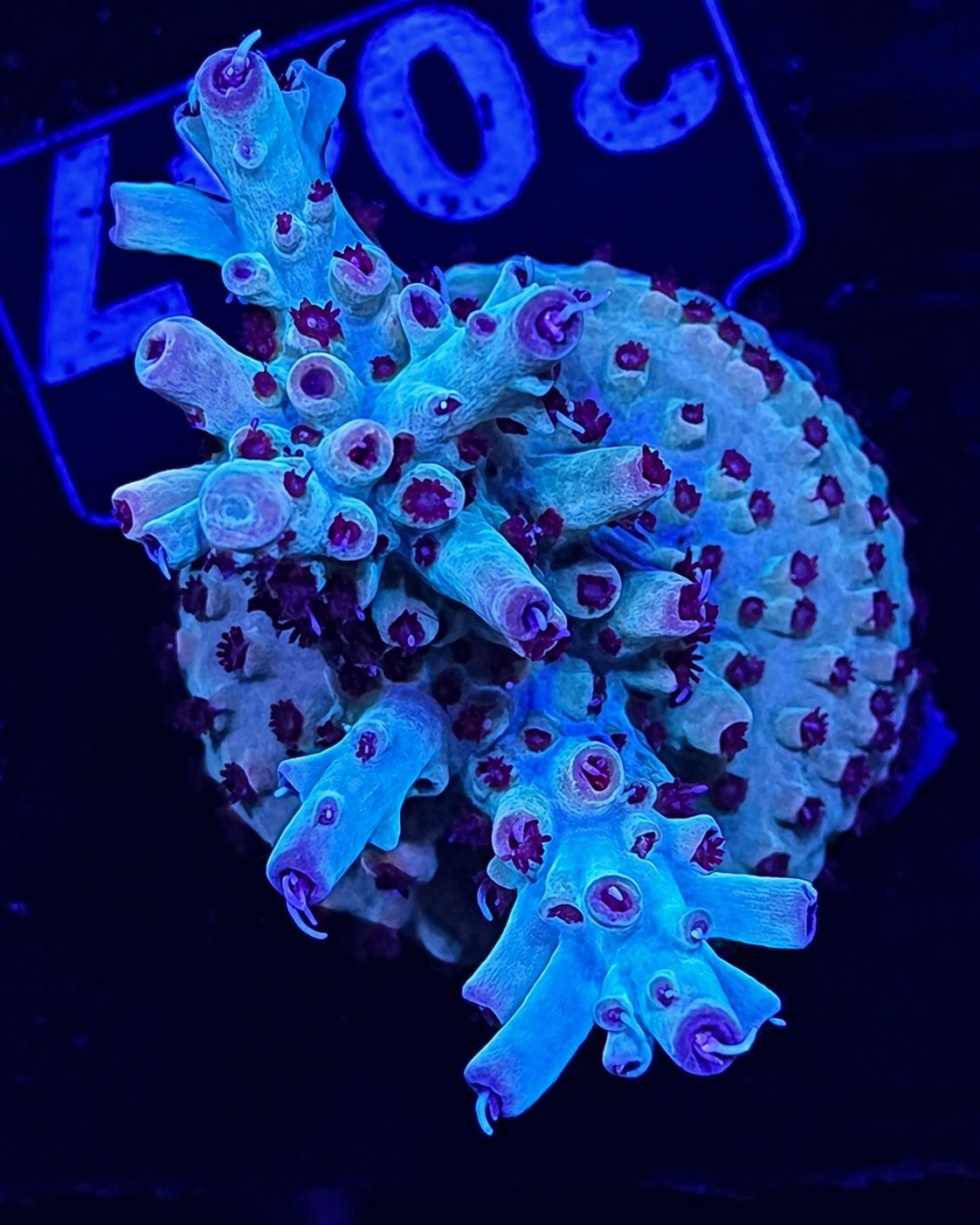 FMC Acropora turaki