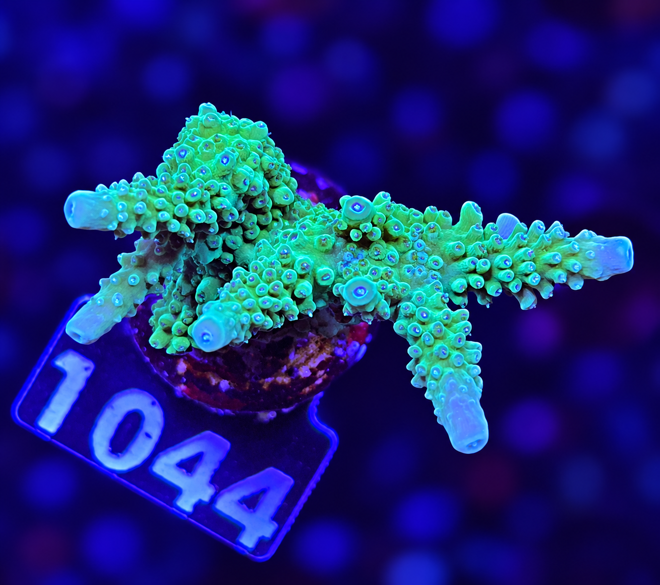 FMC Acropora loiseteae
