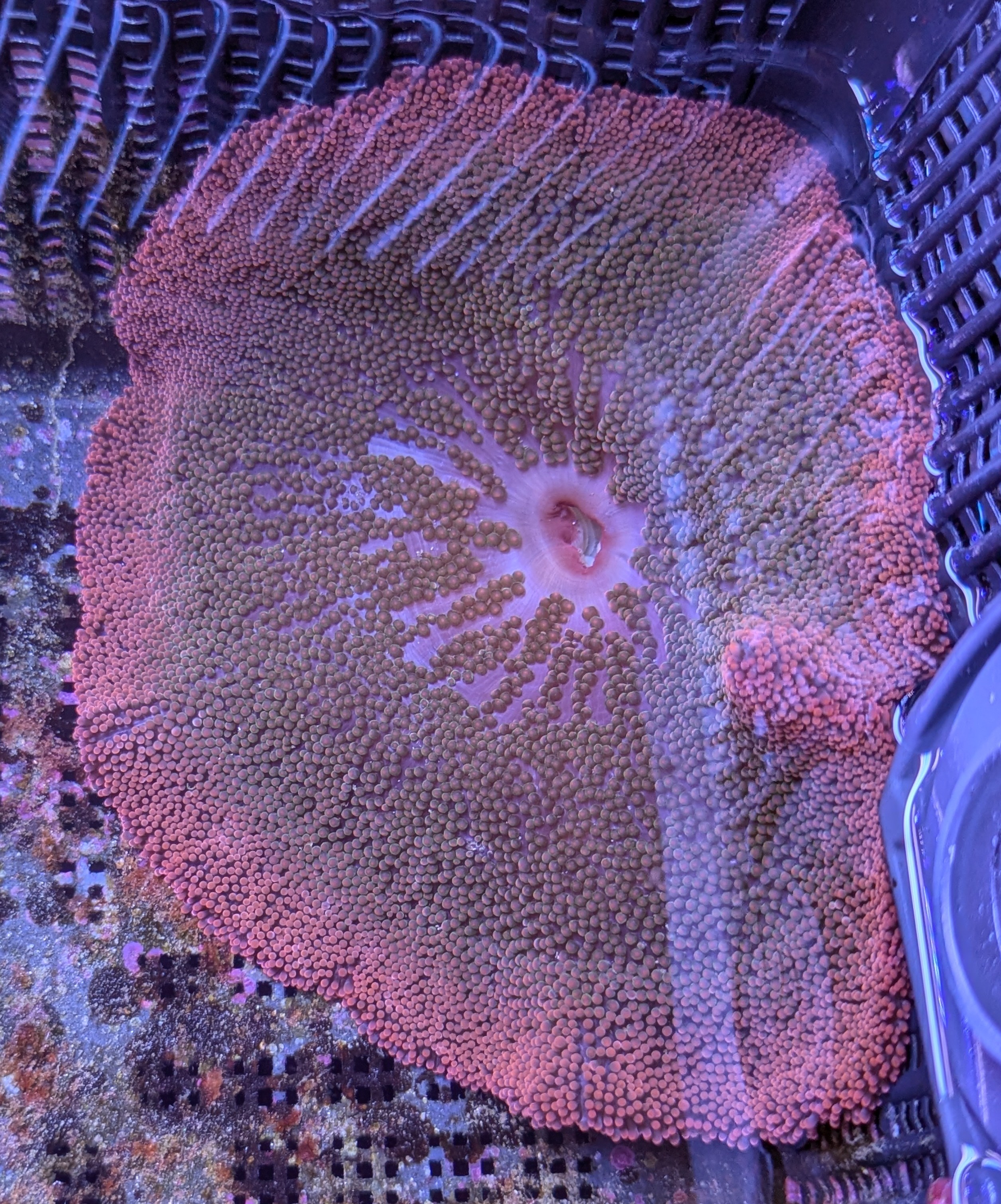 FMC Stichodactyla haddoni red rainbow