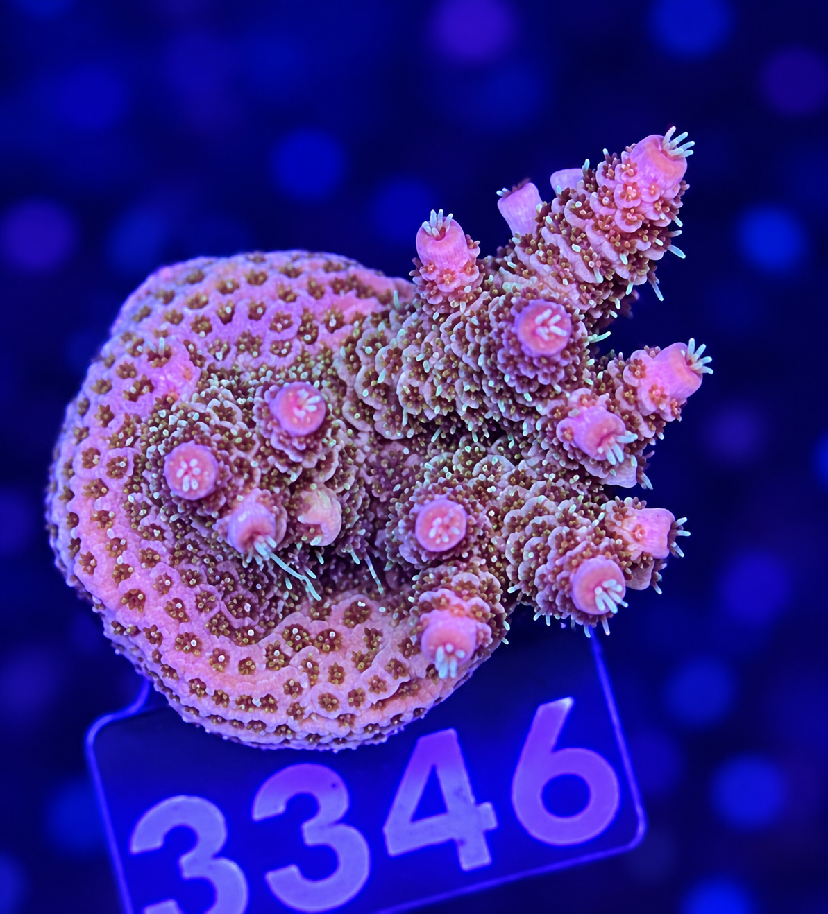 FMC Acropora millepora