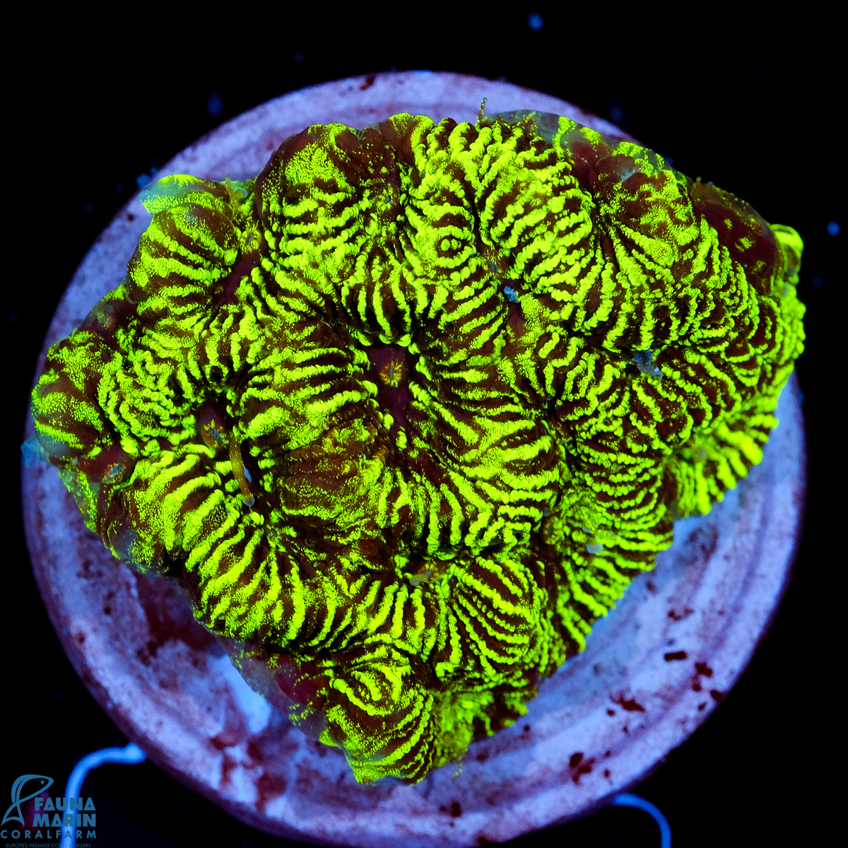FMC Platygyra Raupy V