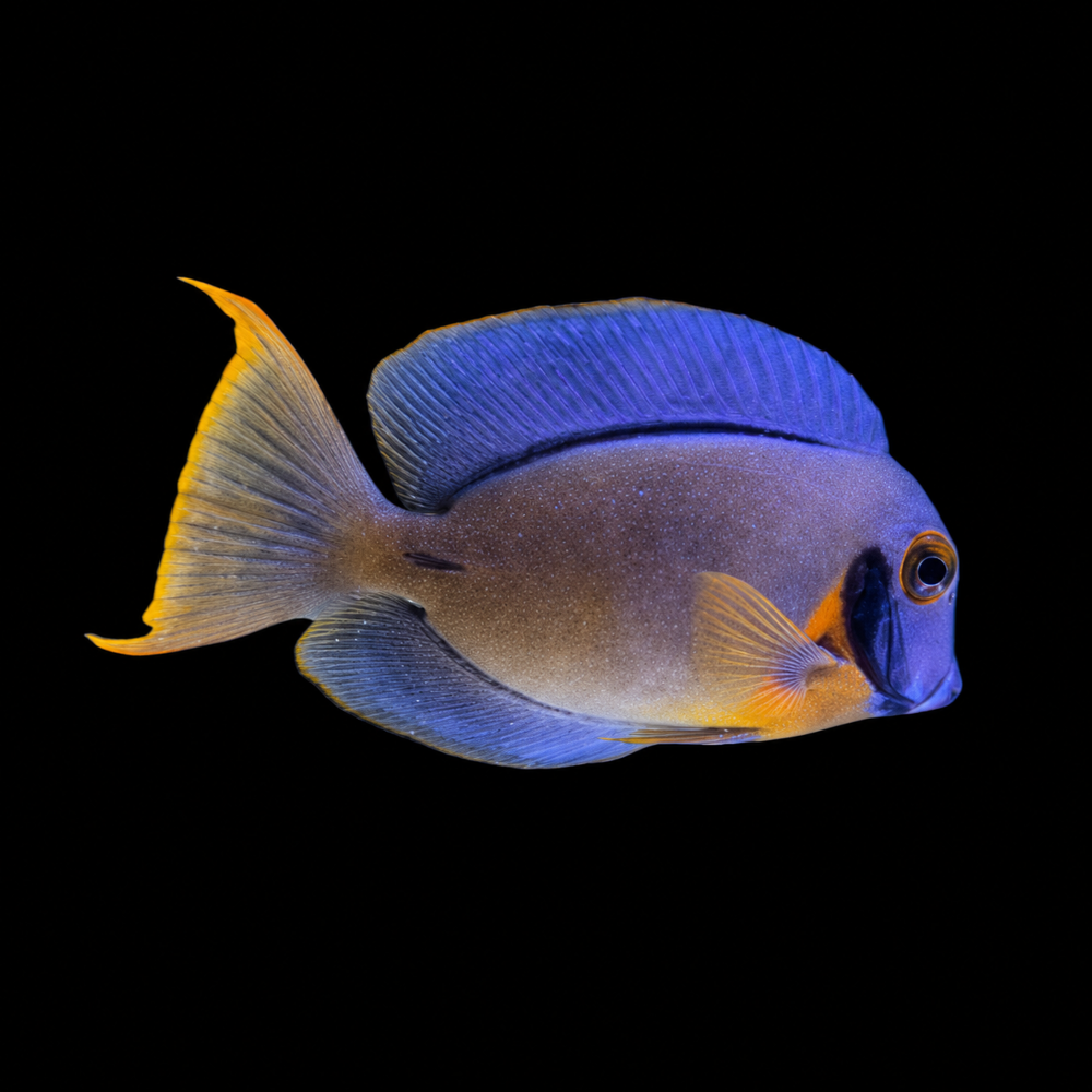 Acanthurus pyroferus - Schokoladen Doktorfisch