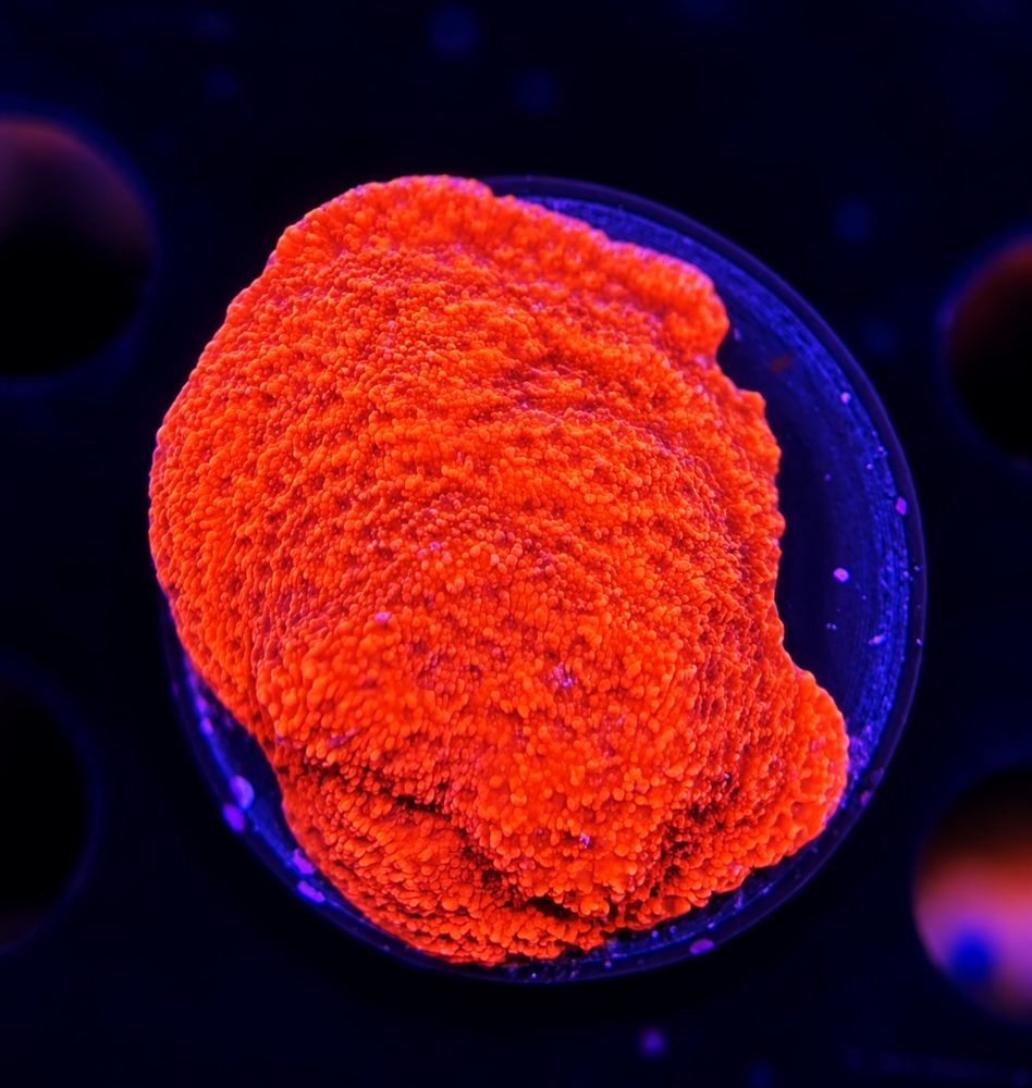 FMC Montipora encrusting super red + Coral Mount V
