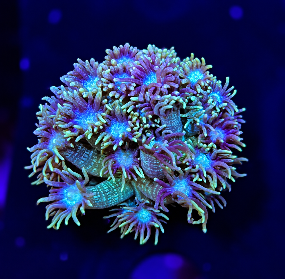 FMC Goniopora V