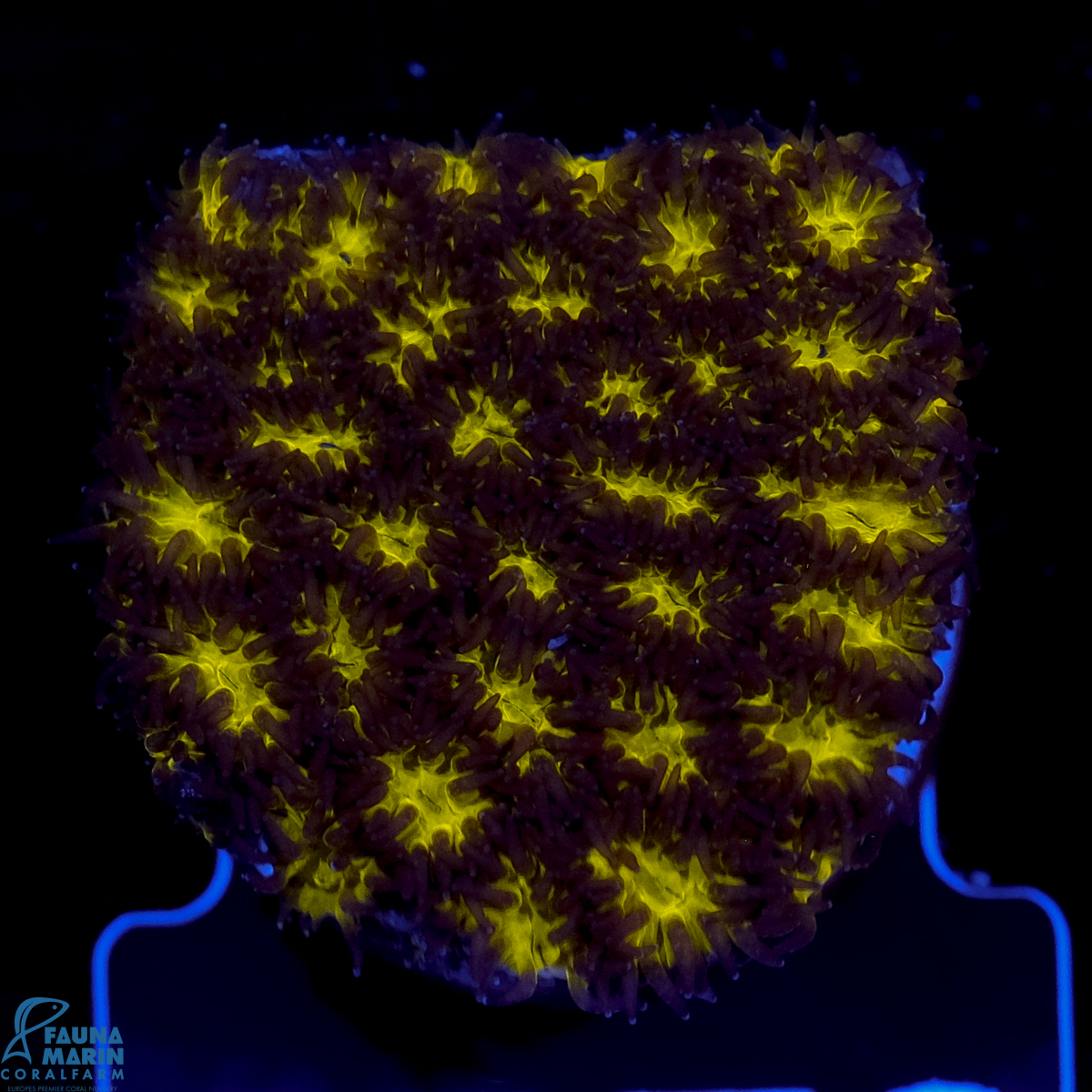 FMC Leptastrea Orange