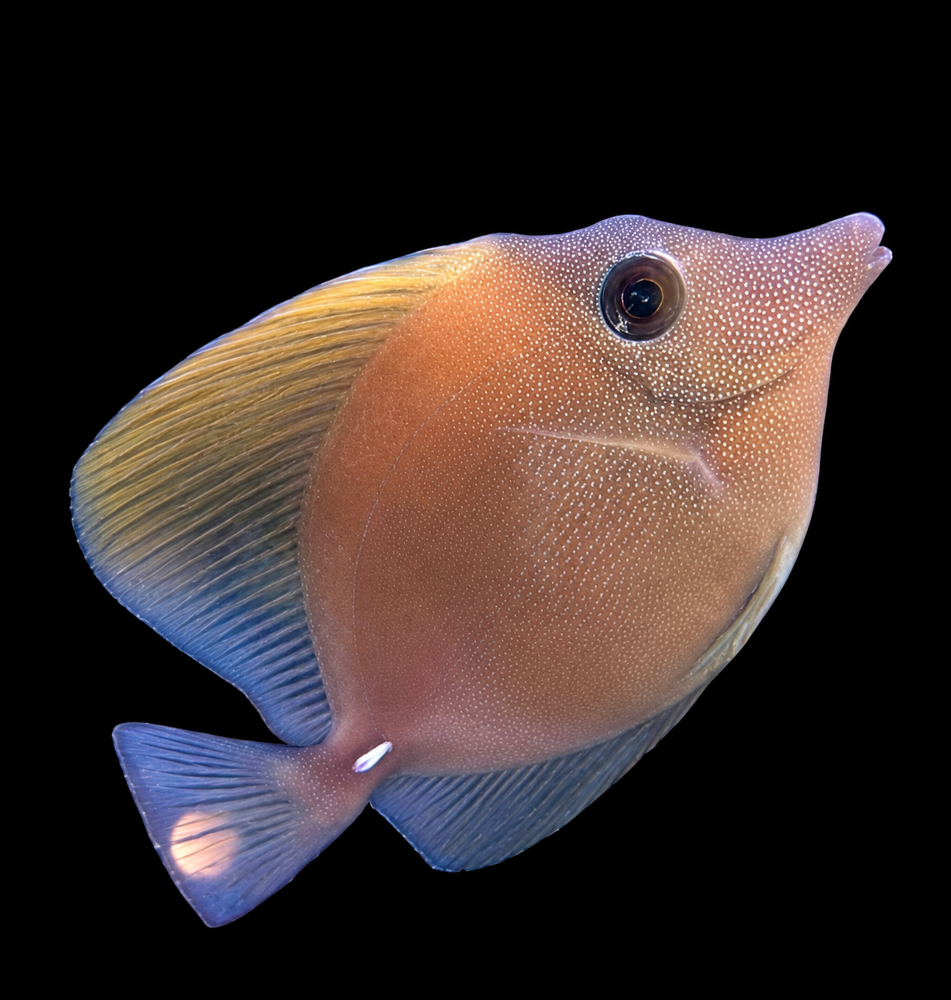 Zebrasoma scopas - Brauner Segelflossen Doktorfisch