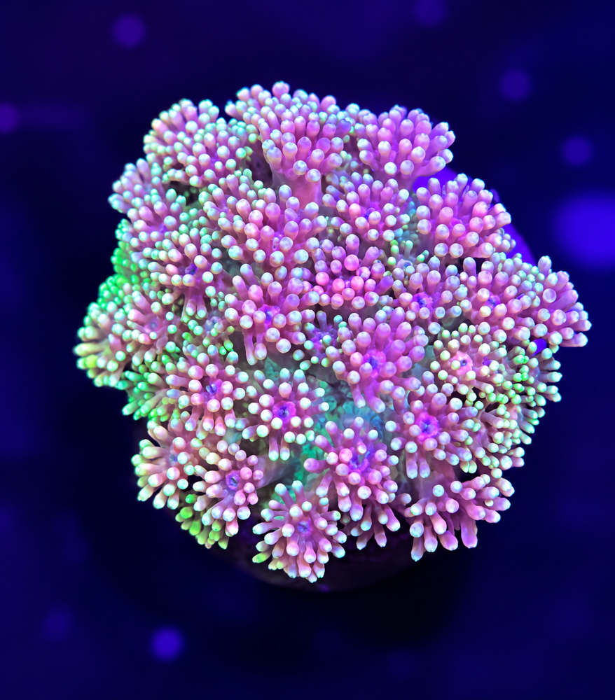 FMC Goniopora Pink Rainbow V