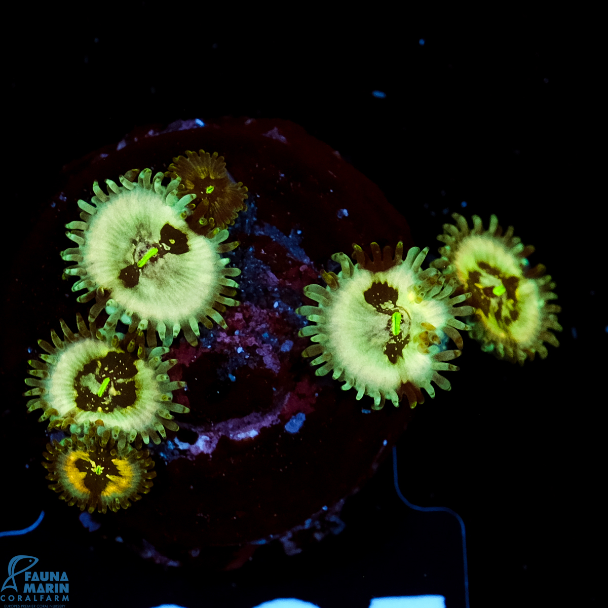 FMC Zoanthus Gaia