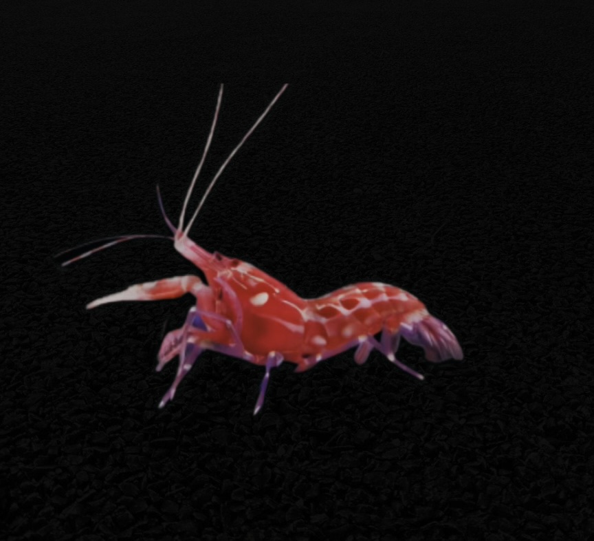 Alpheus armatus - Roter Knallkrebs 3 - 4 cm