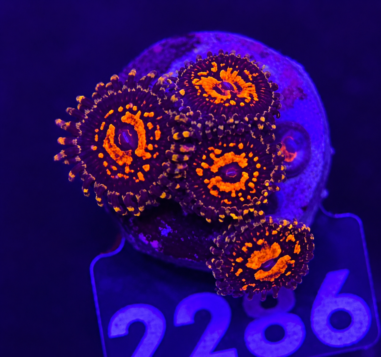 FMC Zoanthus Flaming Mohican