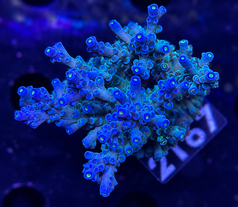 SciReef Acropora kenti Grade 2 Unique