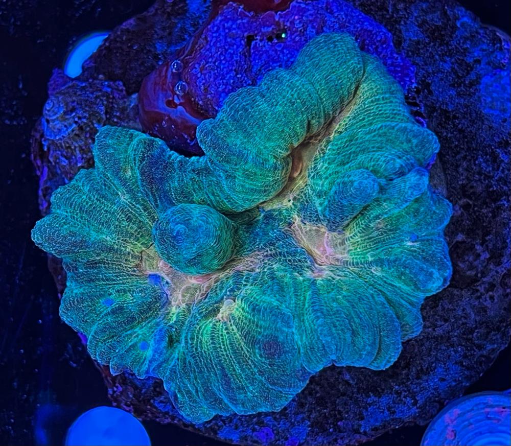 FMC Pectinia alcicornis