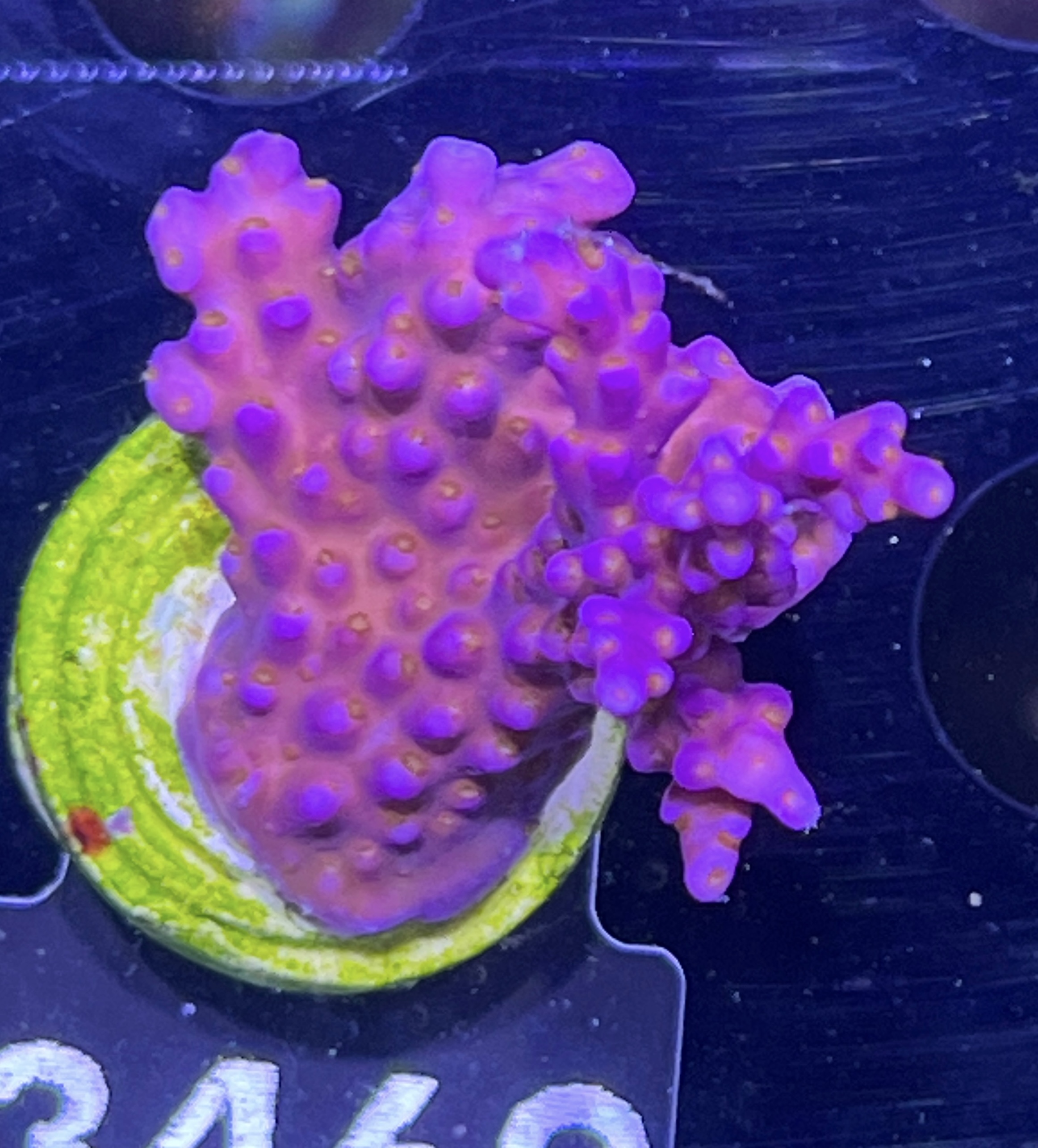 FMC Acropora Merlin Staff