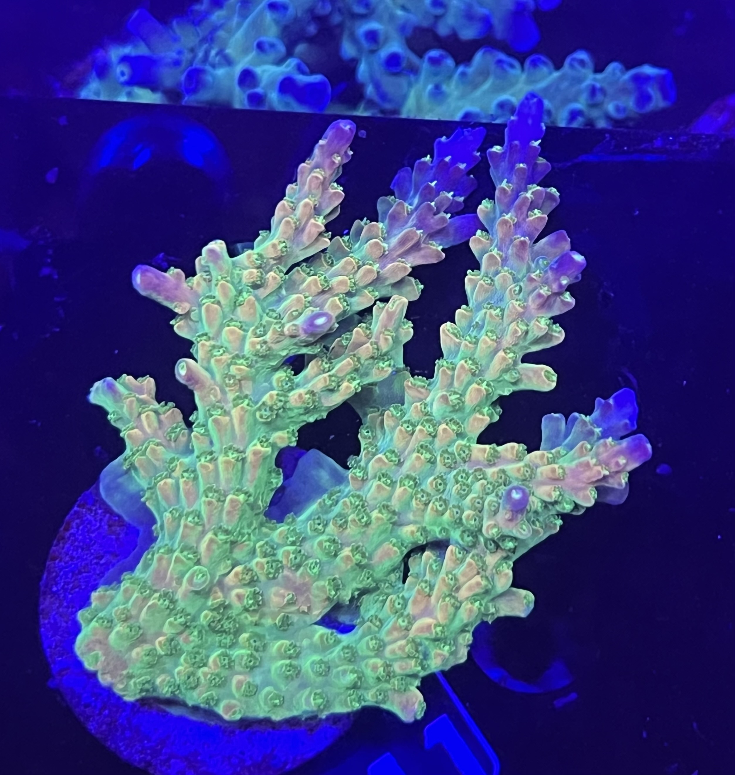 FMC Acropora divaricata Mango Garden