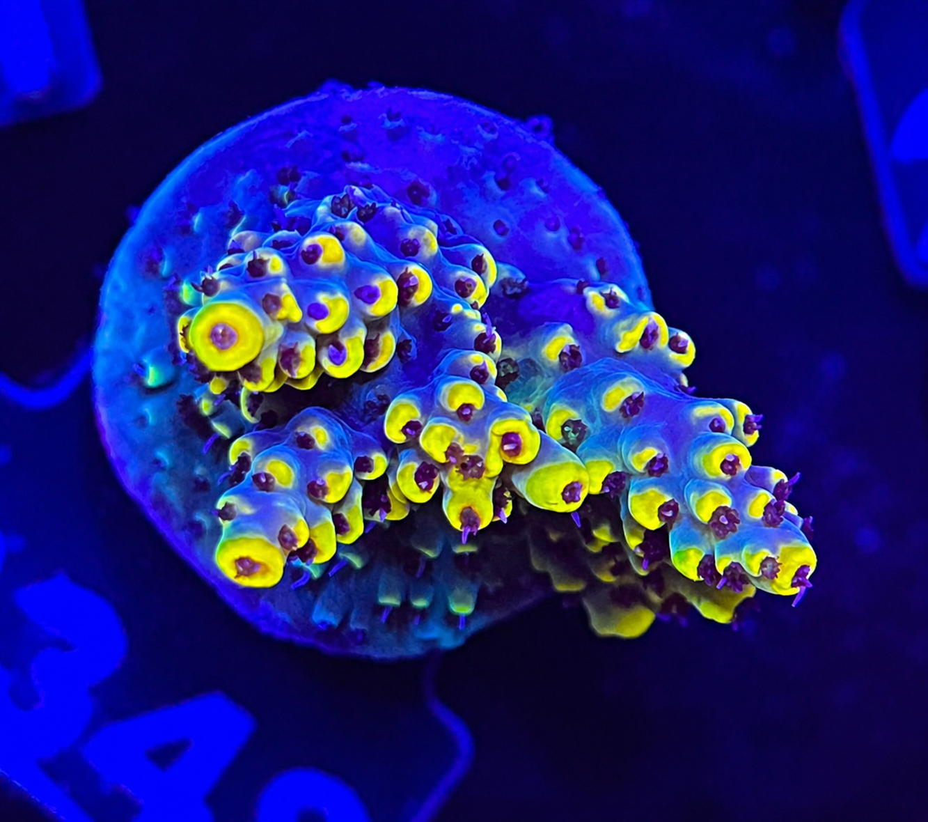 FMC Acropora cytherea Pikachu