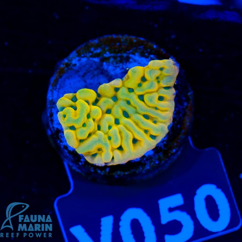 FMC  Montipora Beach Bum V