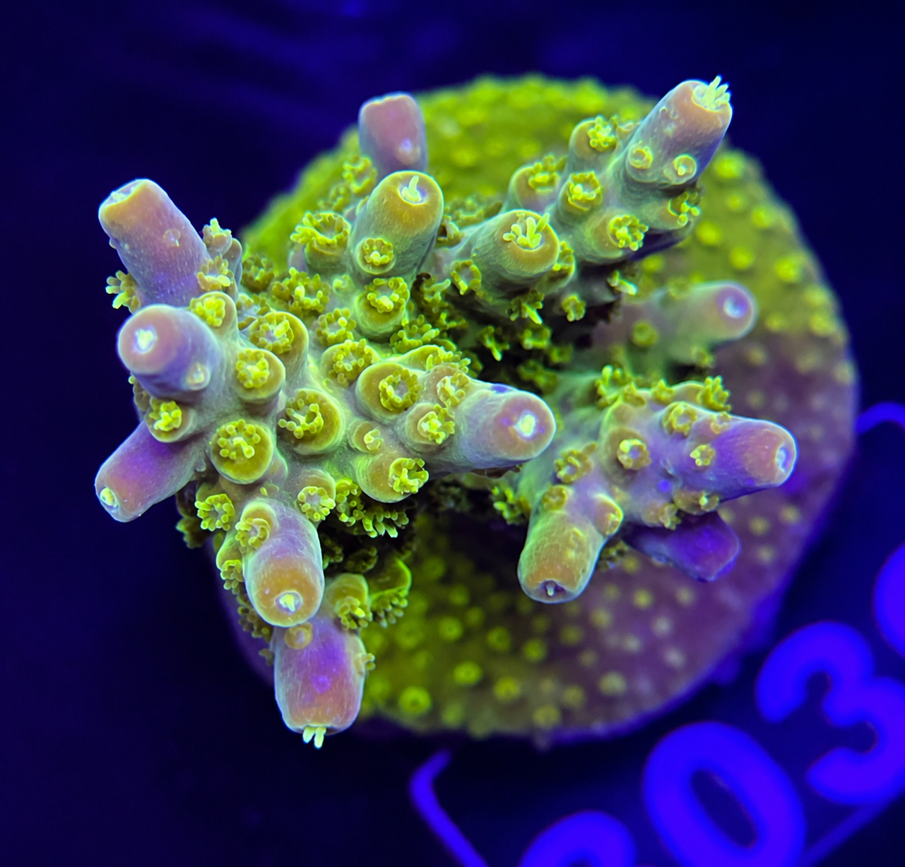 FMC Acropora rosaria Goldfinger