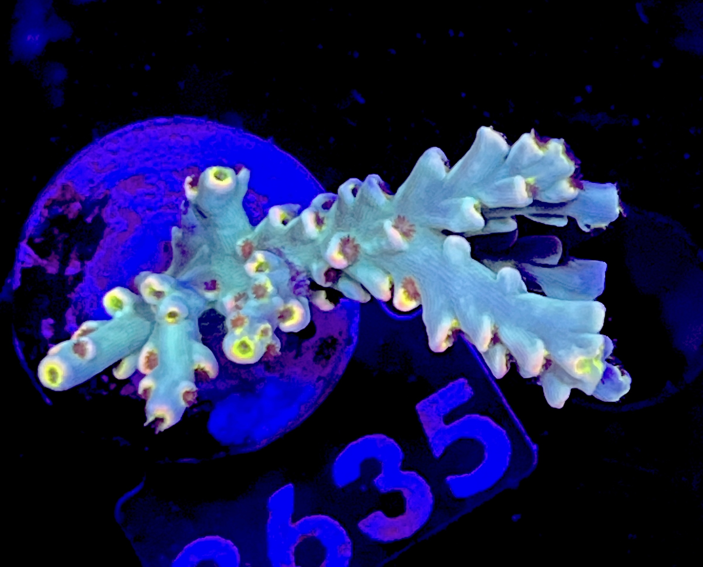 FMC Acropora speciosa