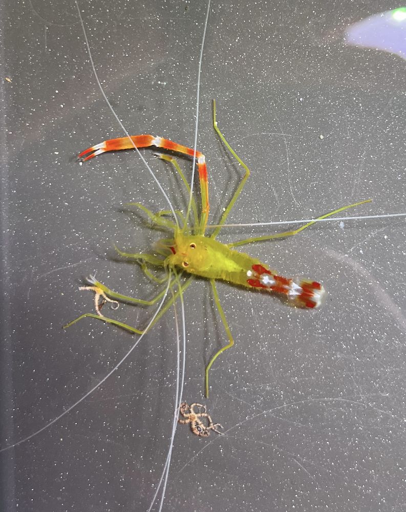 Stenopus scutellatus - Karibik-Scherengarnele