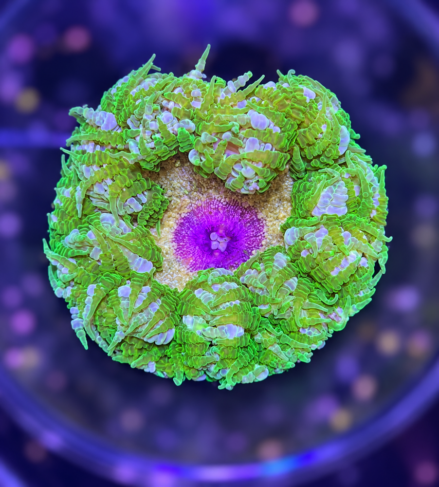 FMC Phymanthus Crucifer Rockanemone