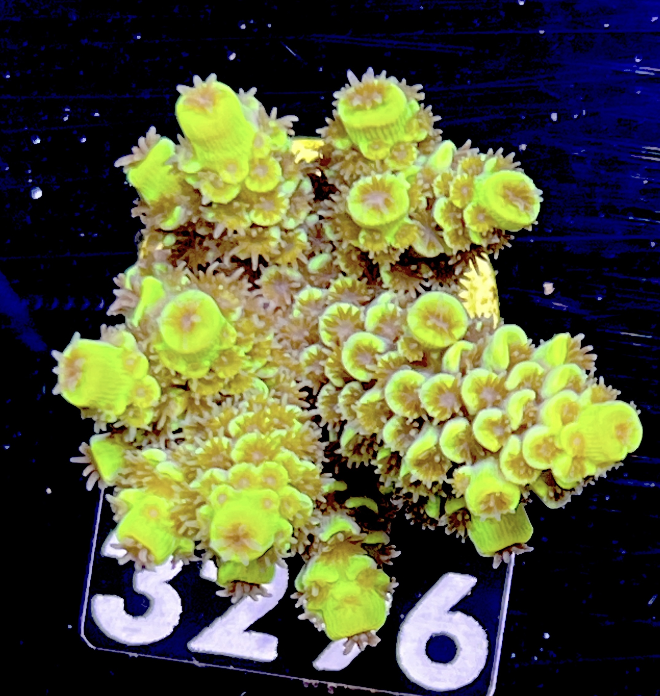 FMC  Acropora cytherea Wolverine