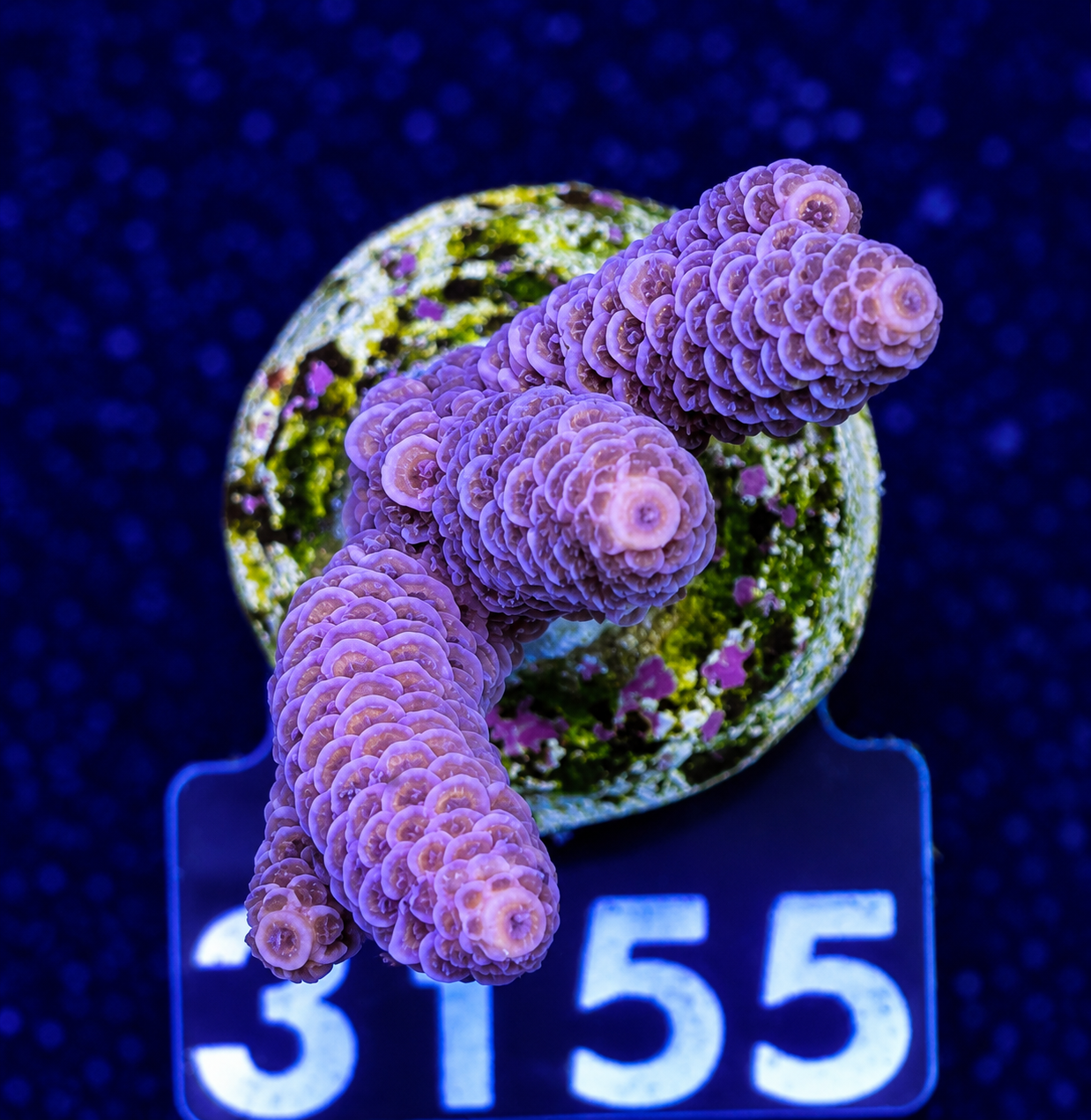 FMC Acropora millepora dark pink