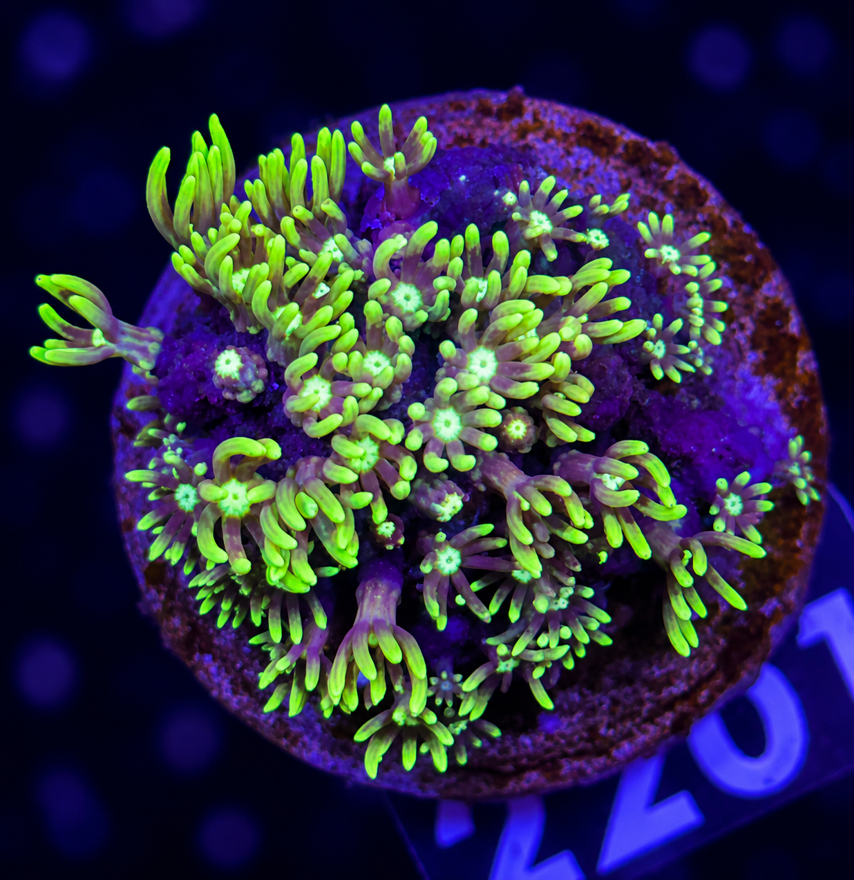 FMC Pachyclavularia violacea