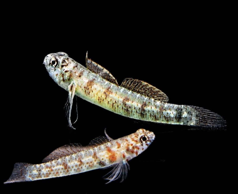 Eviota queenslandica - Queensland Zwerggrundel